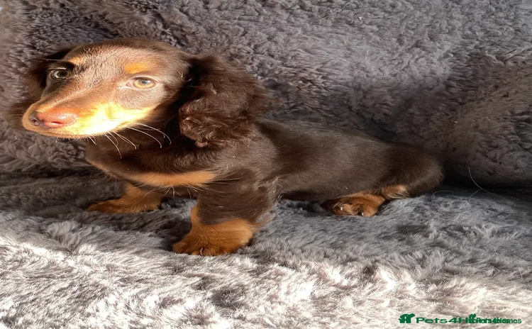 Miniature Dachshund dogs - Advert 1