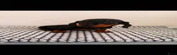 Miniature Dachshund dogs for sale: Miniature Dachshunds - Advert 12