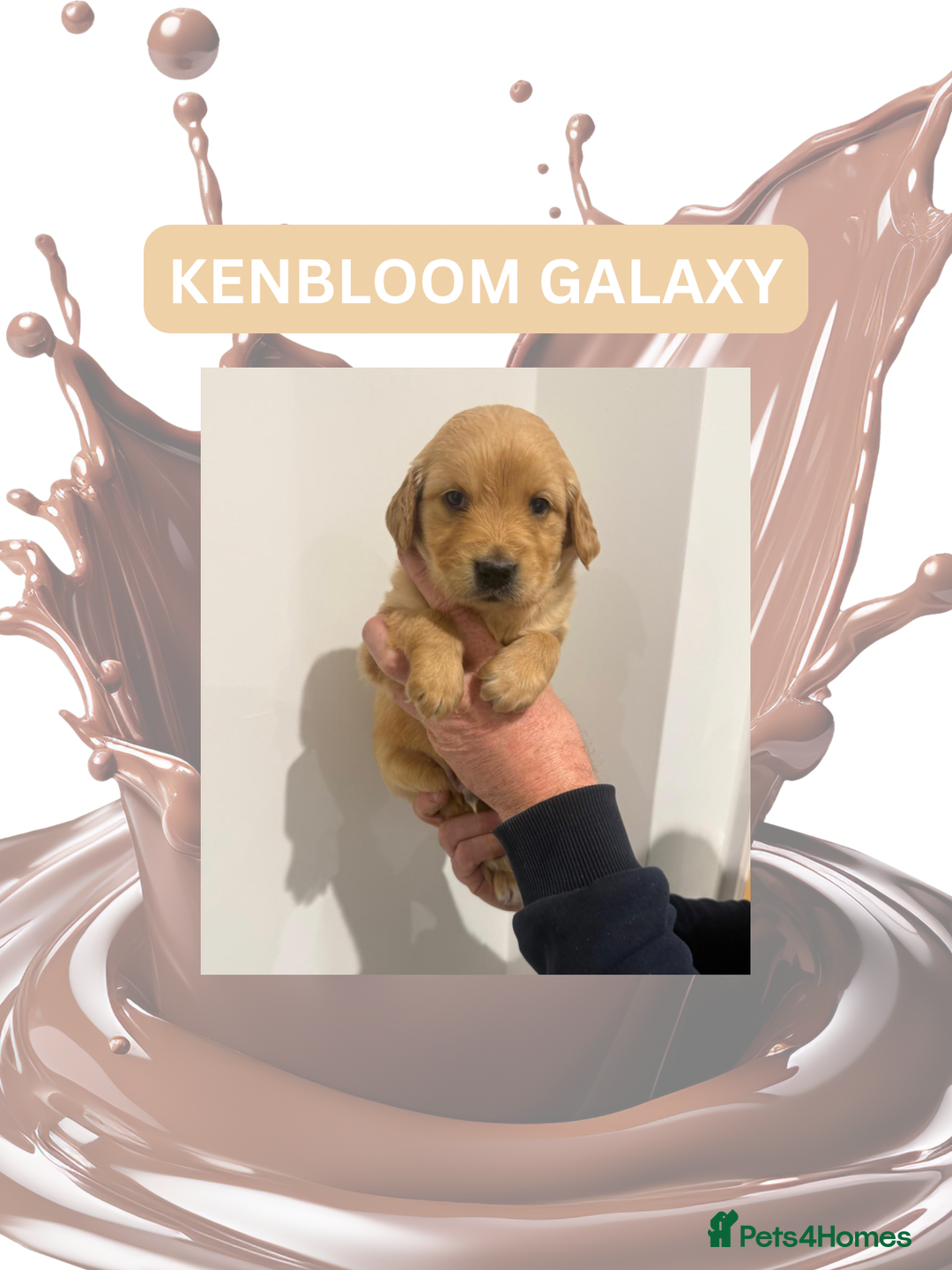 Golden Retriever dogs for sale: KC Dark Golden Retrievers 🧬 Health Tested Parents - Advert 3