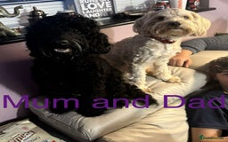 Cockapoo dogs for sale: Stunning multi generation cockapoos  - Image 2
