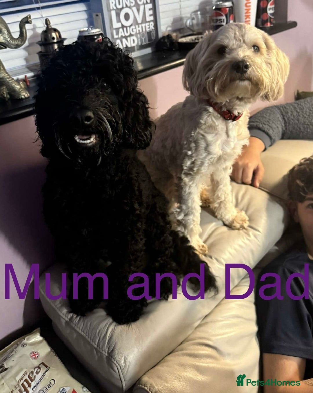 Cockapoo dogs for sale: Stunning multi generation cockapoos  - Image 2
