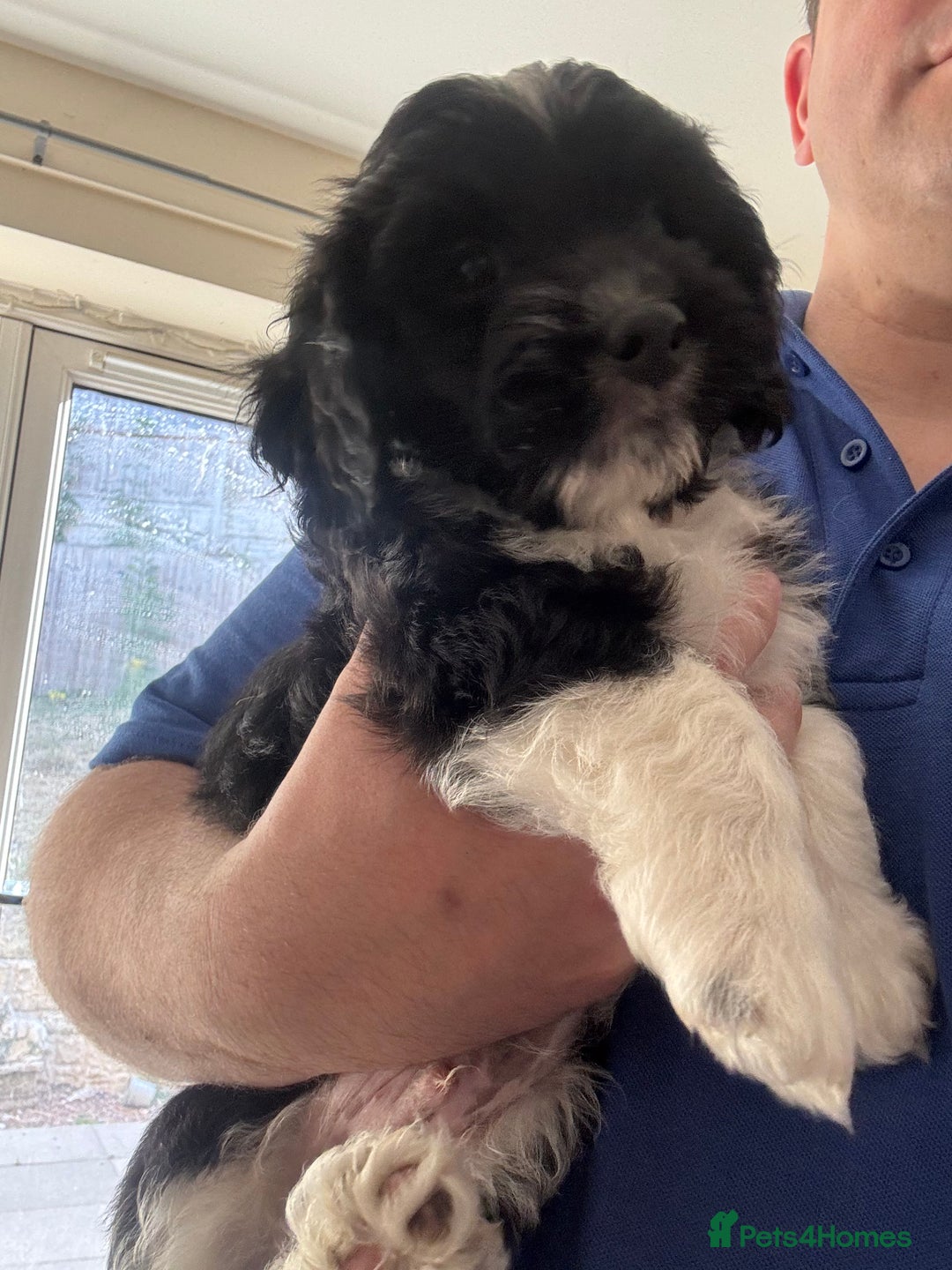 Shihpoo dogs for sale: 4 shihpoo males  in Telford - Image 37