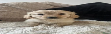Cockapoo 6