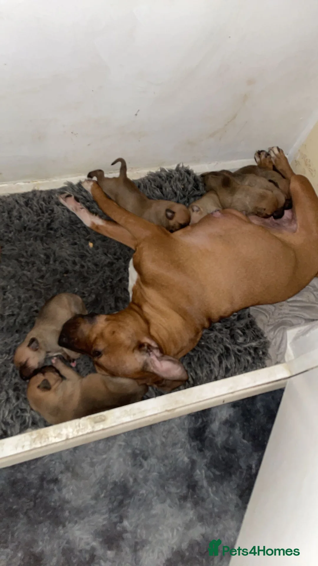 Mixed Breed dogs for sale: Rottweiler x husky puppies  - Advert 3