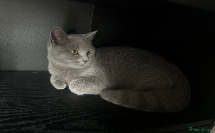 British Shorthair cats - Advert 5