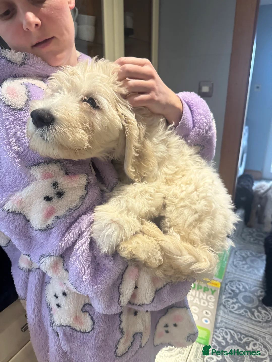 Goldendoodle dogs for sale: Golden doodle F1B stunning puppies  - Advert 8
