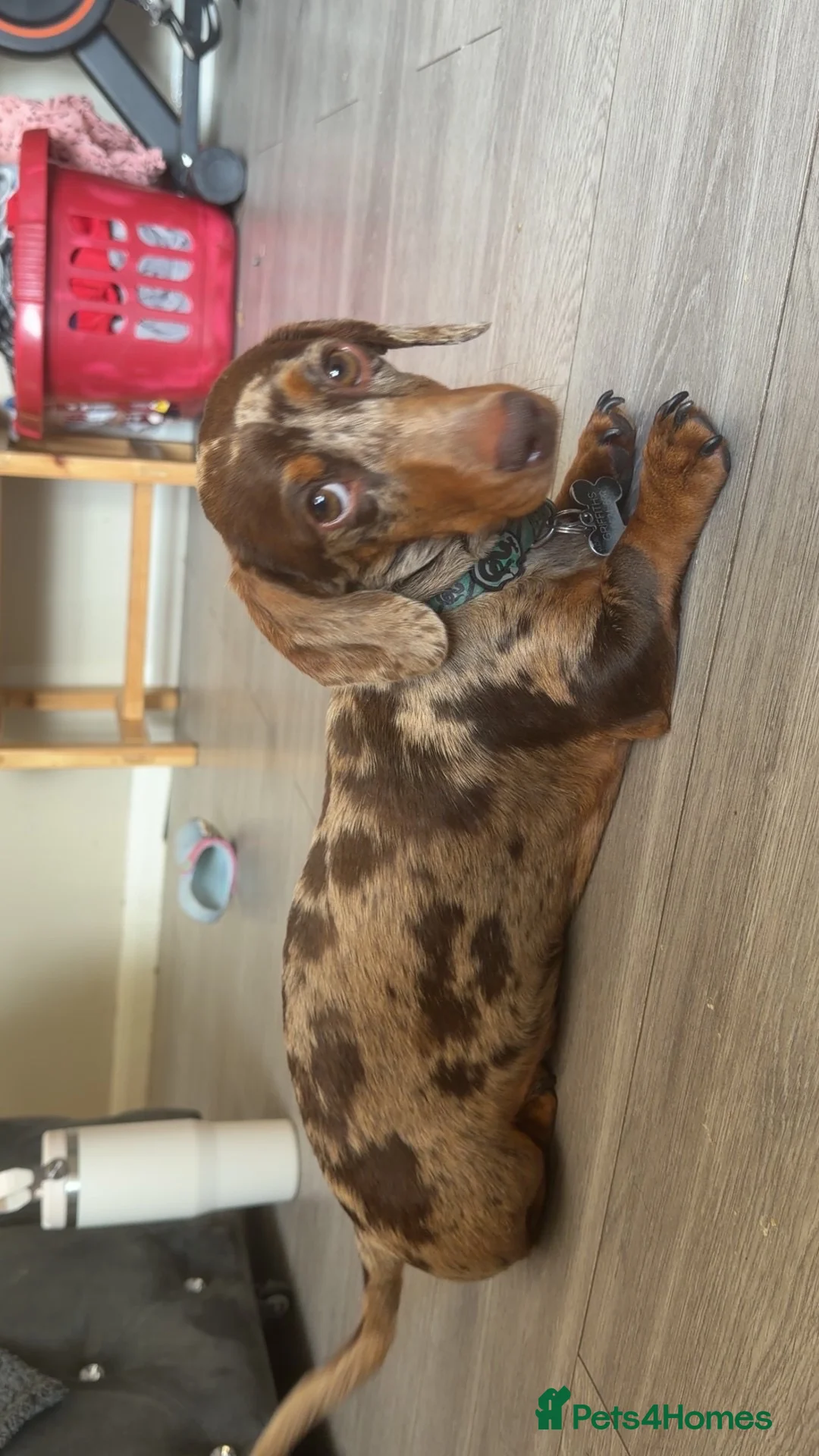 Miniature Dachshund dogs for stud: Miniature dapper dachshund  in Derby - Advert 1