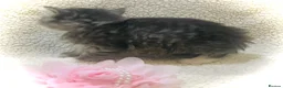 Persian cats for sale: 5 beautiful fluffy Persian crosses.  - Advert 2