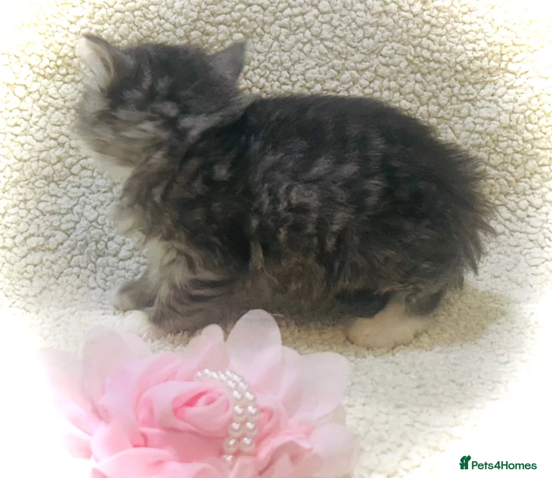 Persian cats for sale: 5 beautiful fluffy Persian crosses.  - Advert 2