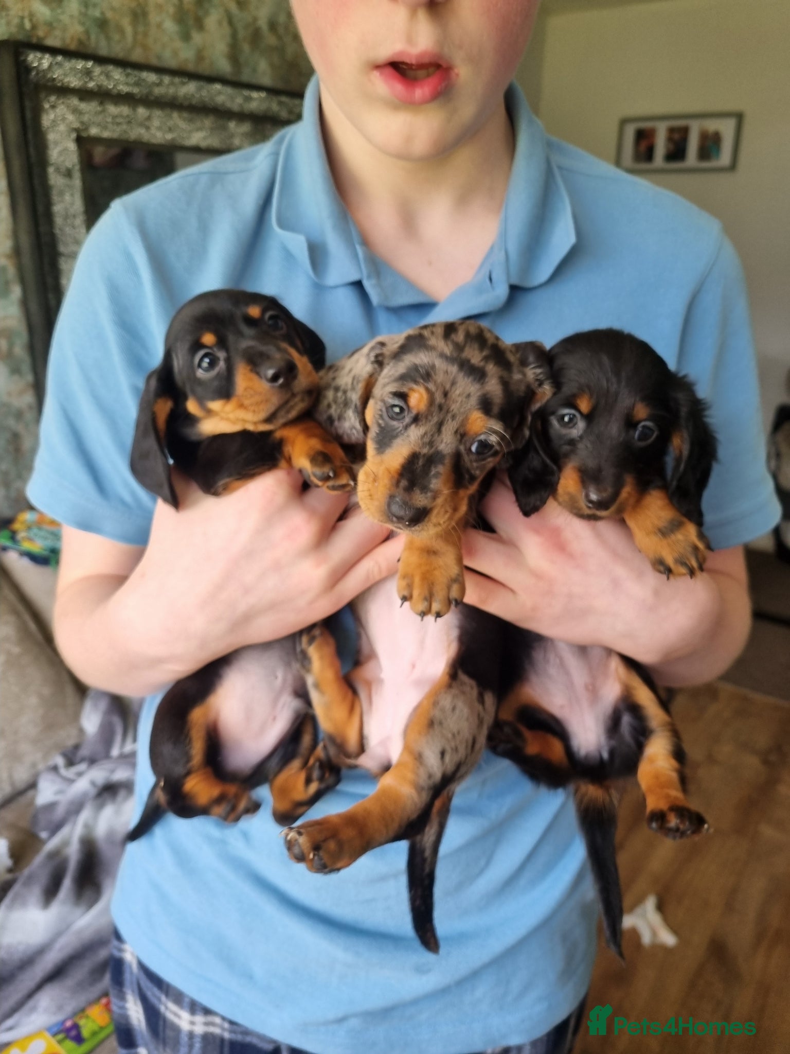 Miniature Dachshund dogs Miniature dachshunds - Advert 4