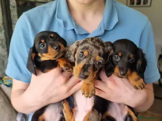 Miniature Dachshund dogs Miniature dachshunds - Advert 4