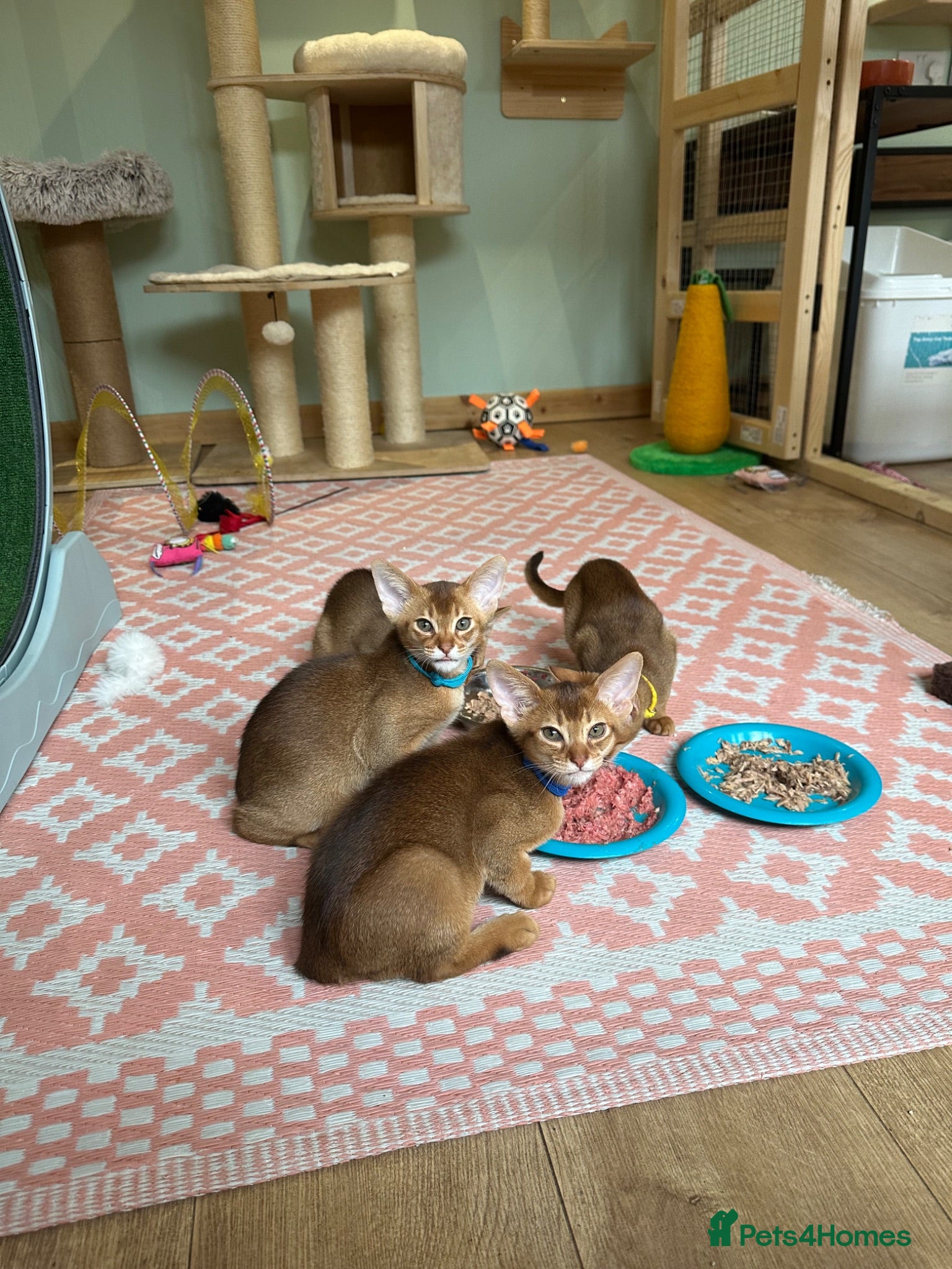 Abyssinian cats Abyssinian kittens  - Advert 9