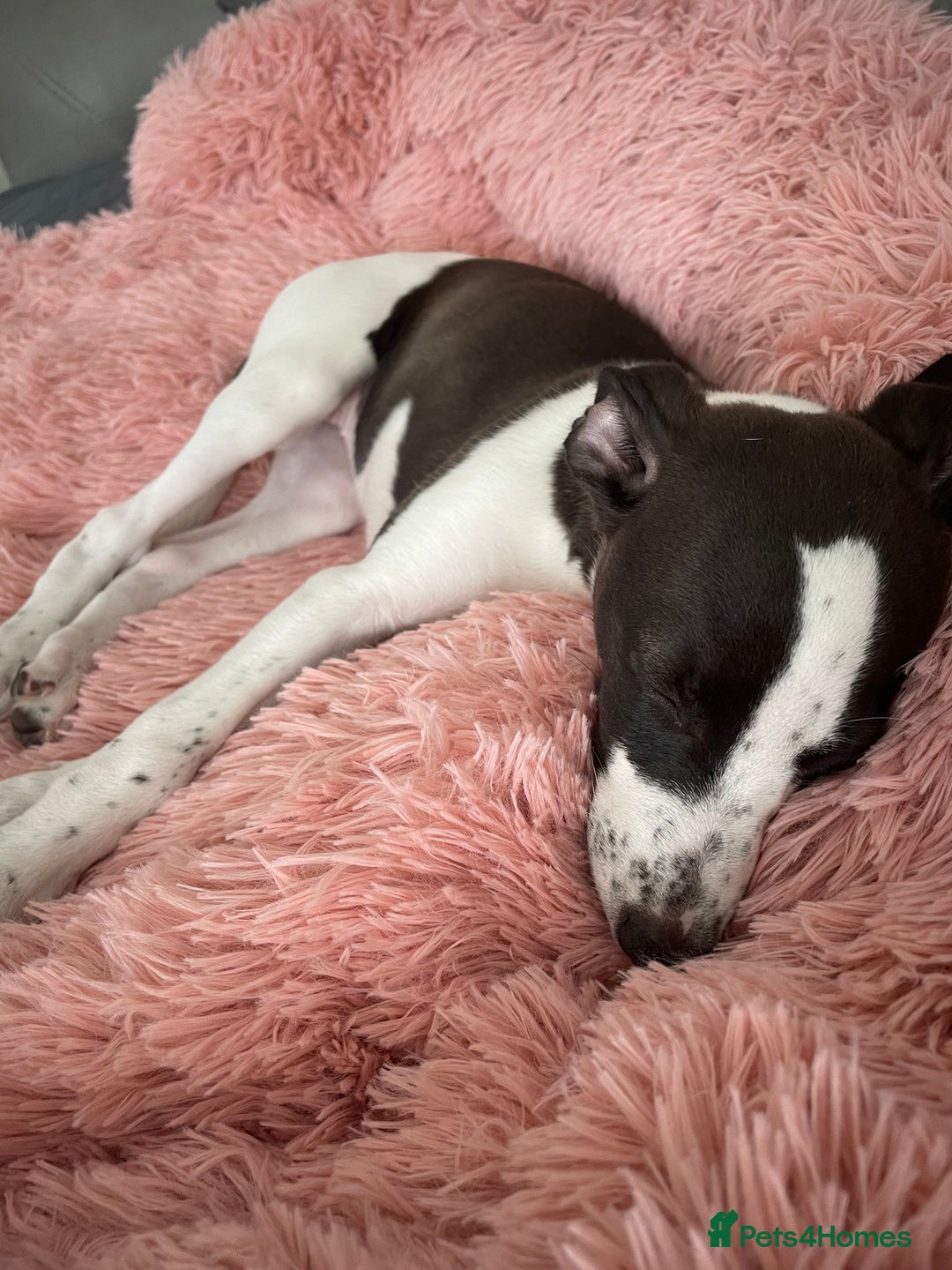 Whippet dogs for sale: KC Registered Whippet Puppies - Image 15