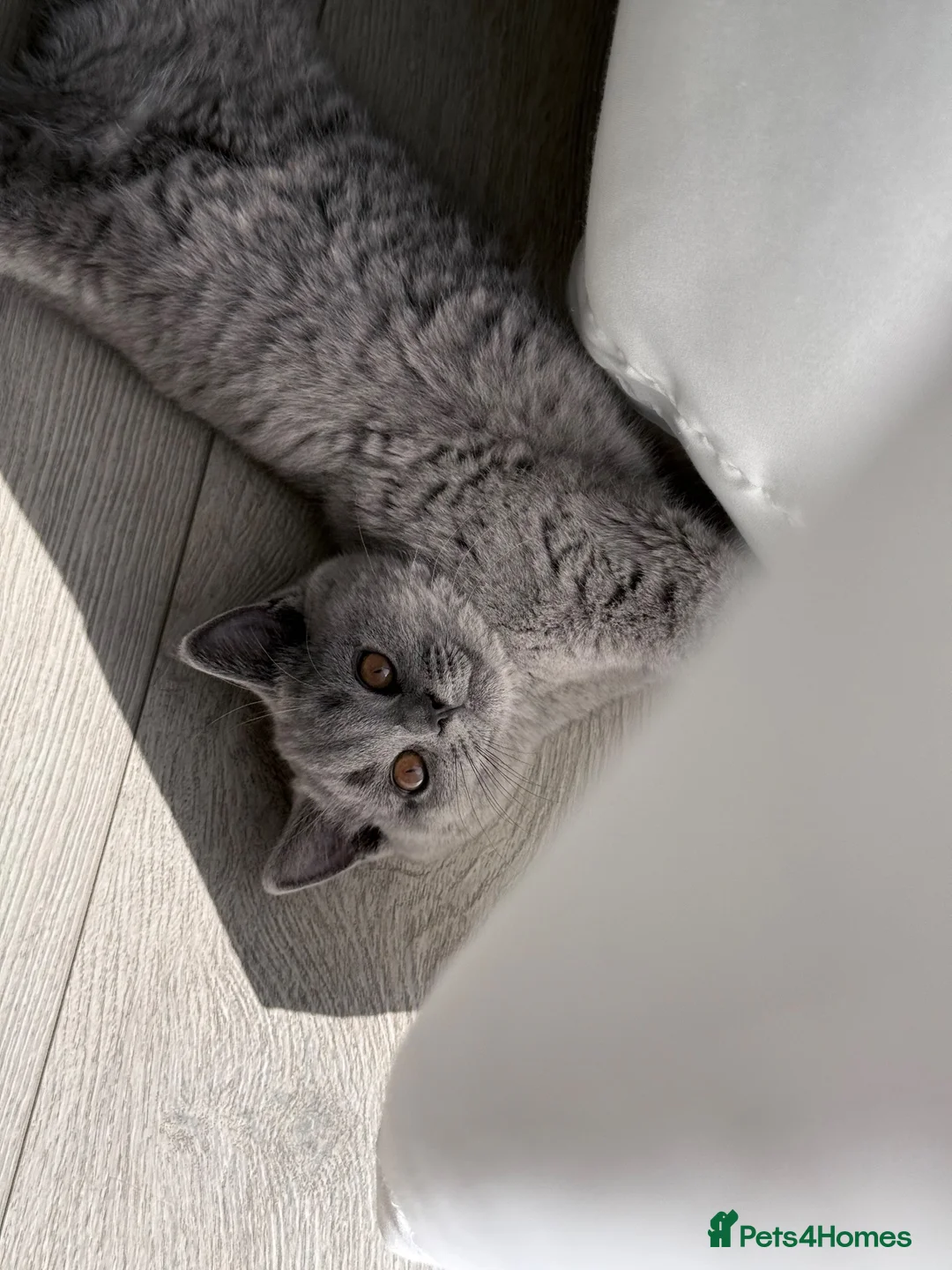 British Shorthair cats for sale: Sadly to be rehome - Advert 2