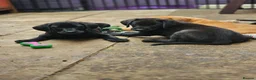 Labrador Retriever dogs for sale: **1 Black Dog Left** All Vaccines Complete - Advert 6