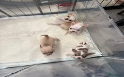 Chihuahua dogs for sale: Exquisite KC Registered Apple Chihuahua Puppies 💖 - Image 32