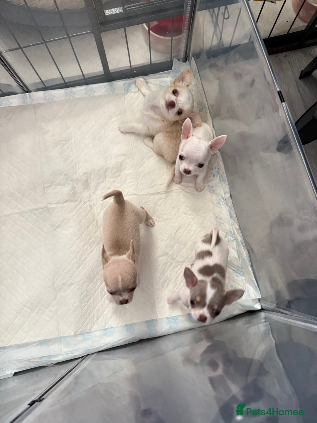 Chihuahua dogs for sale: Exquisite KC Registered Apple Chihuahua Puppies 💖 - Image 32