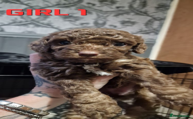 Cockapoo dogs - Advert 3