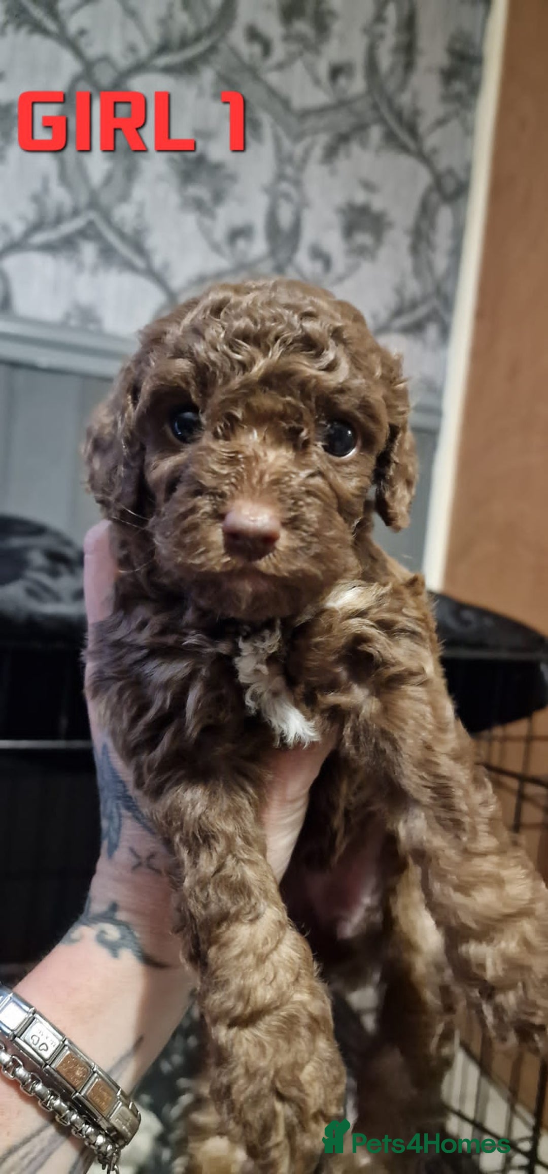 Cockapoo dogs for sale: Cockapoo - Image 1