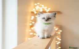 Ragdoll cats for sale: Gorgeous Fluffy Ragdoll Kittens  - Advert 22