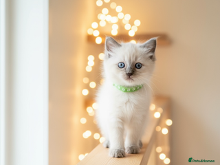 Ragdoll cats Gorgeous Fluffy Ragdoll Kittens - Advert 11