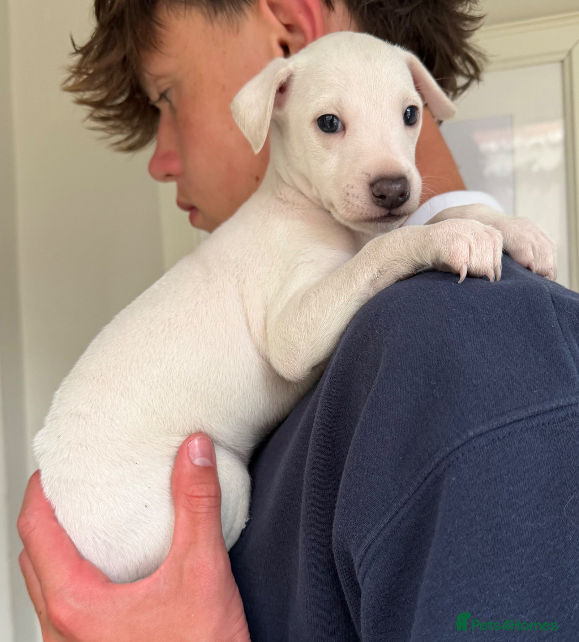 Italian Greyhound dogs 🐾Stunning cream kc registered iggys🐾 - Advert 1