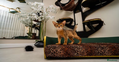 Abyssinian cats - Advert 9