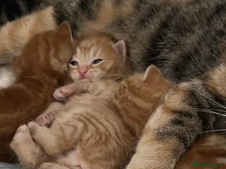 Mixed Breed cats Energetic ginger kittens and one grey tabby - Advert 1