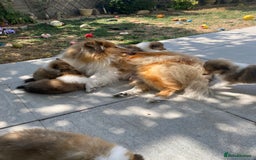 Rough Collie dogs for sale: ROUGH COLLIE SABLE AND WHITE PUPPIES - Image 26