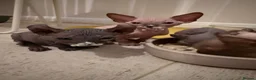 Sphynx cats for sale: Stunning sphinx kittens  - Advert 14