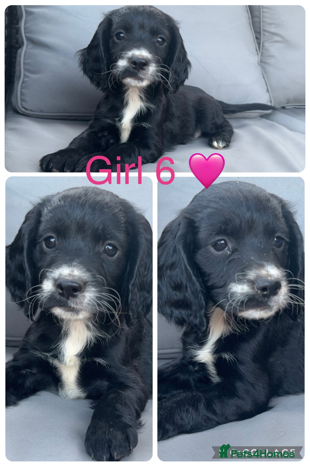 Cockapoo dogs for sale: Cockapoo puppies  - Image 2
