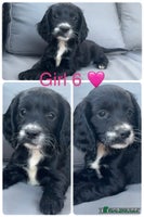 Cockapoo dogs - Advert 12