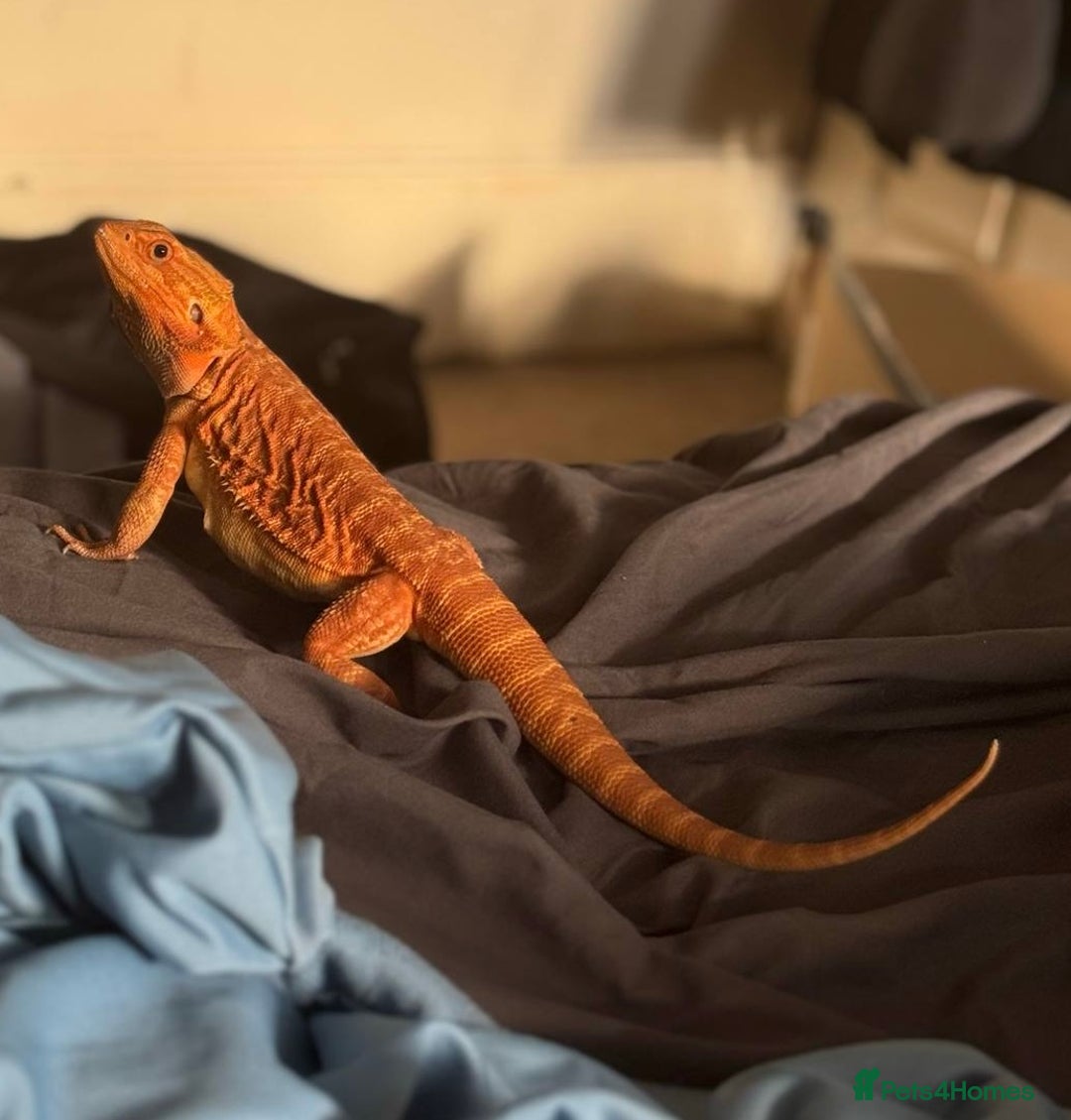 Bearded Dragon reptiles for sale: Bearded Dragon with full set up  - Image 2