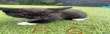 Mixed Breed Kitten 6