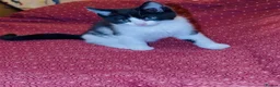 Mixed Breed cats for sale: Beautiful ragdoll x kittens  - Advert 15