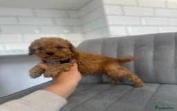 Cockapoo dogs for sale: OUTSTANDING Red Cockapoo Puppies  - Image 8