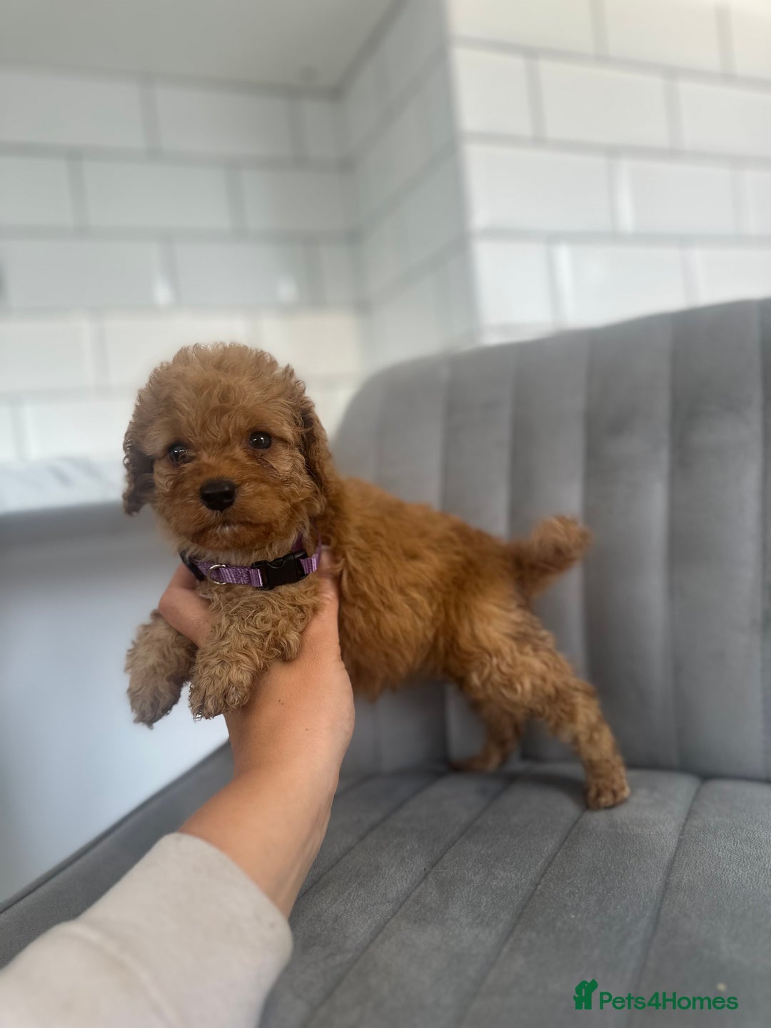 Cockapoo dogs for sale: OUTSTANDING Red Cockapoo Puppies  - Image 8