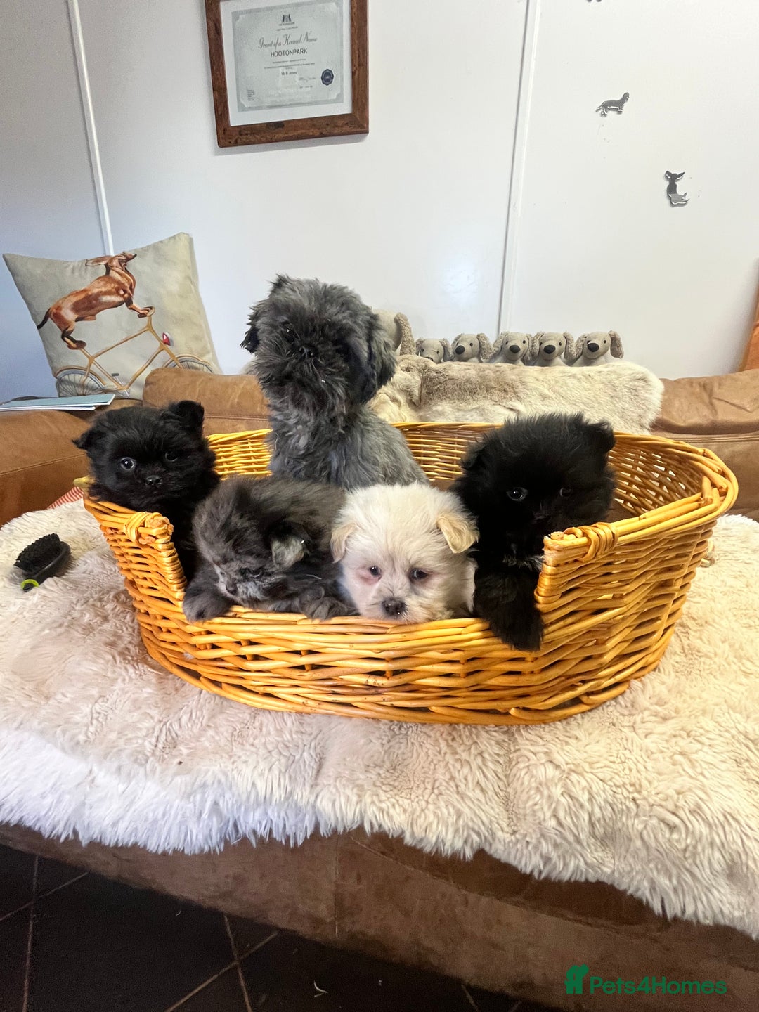 Mixed Breed dogs for sale: stunning fluffy Pomshi - Advert 6