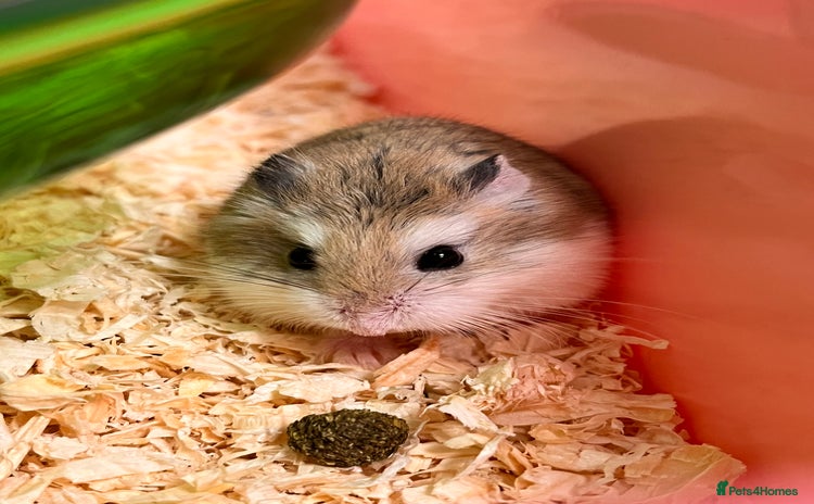 Hamster rodents - Advert 4