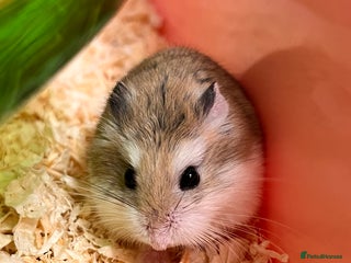 Hamster rodents - Advert 4