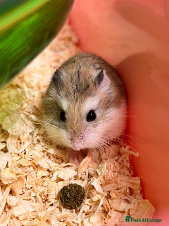 Hamster rodents - Advert 1