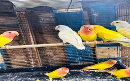 Lovebirds birds for sale: Lutino/pied peach face lovebirds for sale  - Image 6