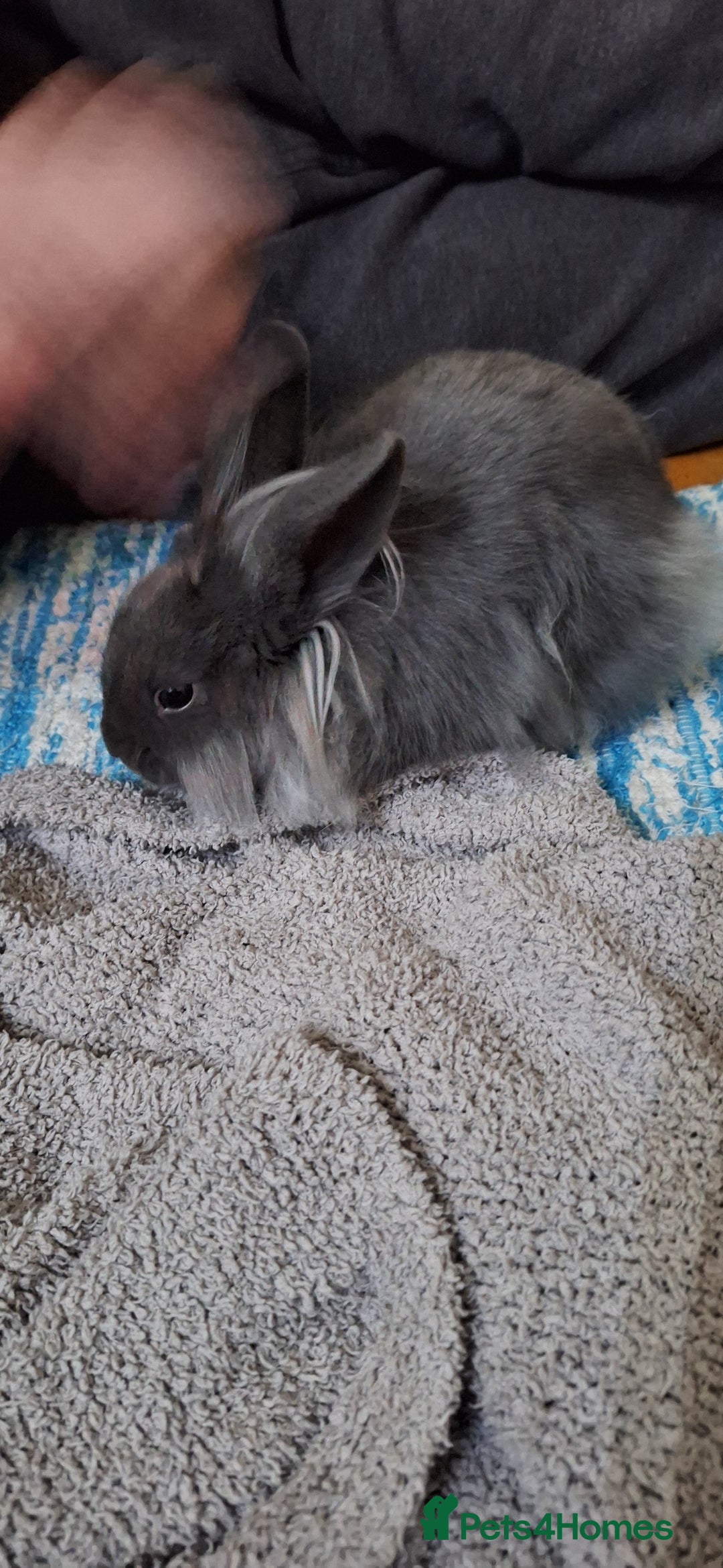 Mixed Breed rabbits for sale: Netherland dwarf and lionhead mix bunny - Advert 6