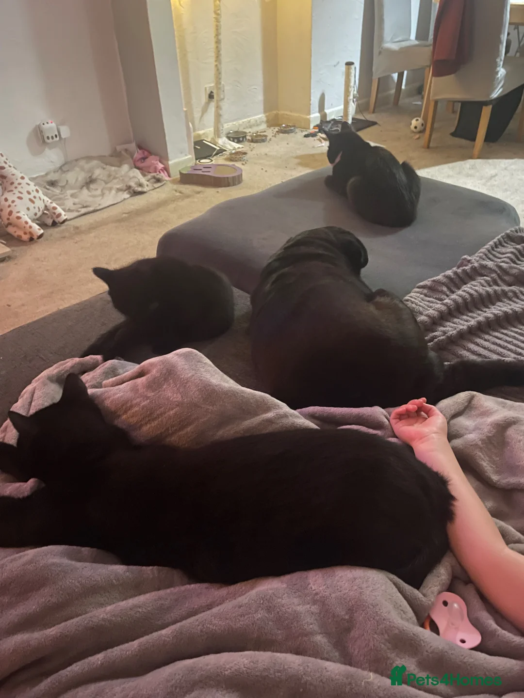British Shorthair cats for sale: Black and white kittens - Advert 2