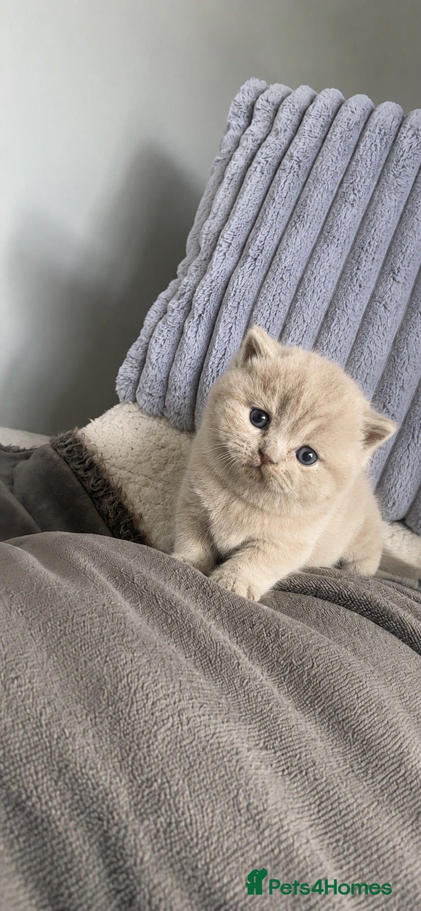 British Shorthair cats Only 2 left-Chunky Lilac British Shorthair Kittens - Advert 1