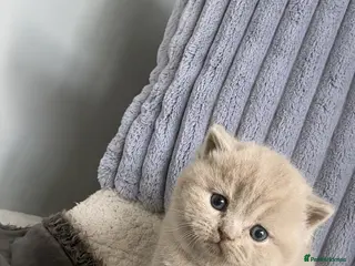 British Shorthair cats Only 2 left-Chunky Lilac British Shorthair Kittens - Advert 1
