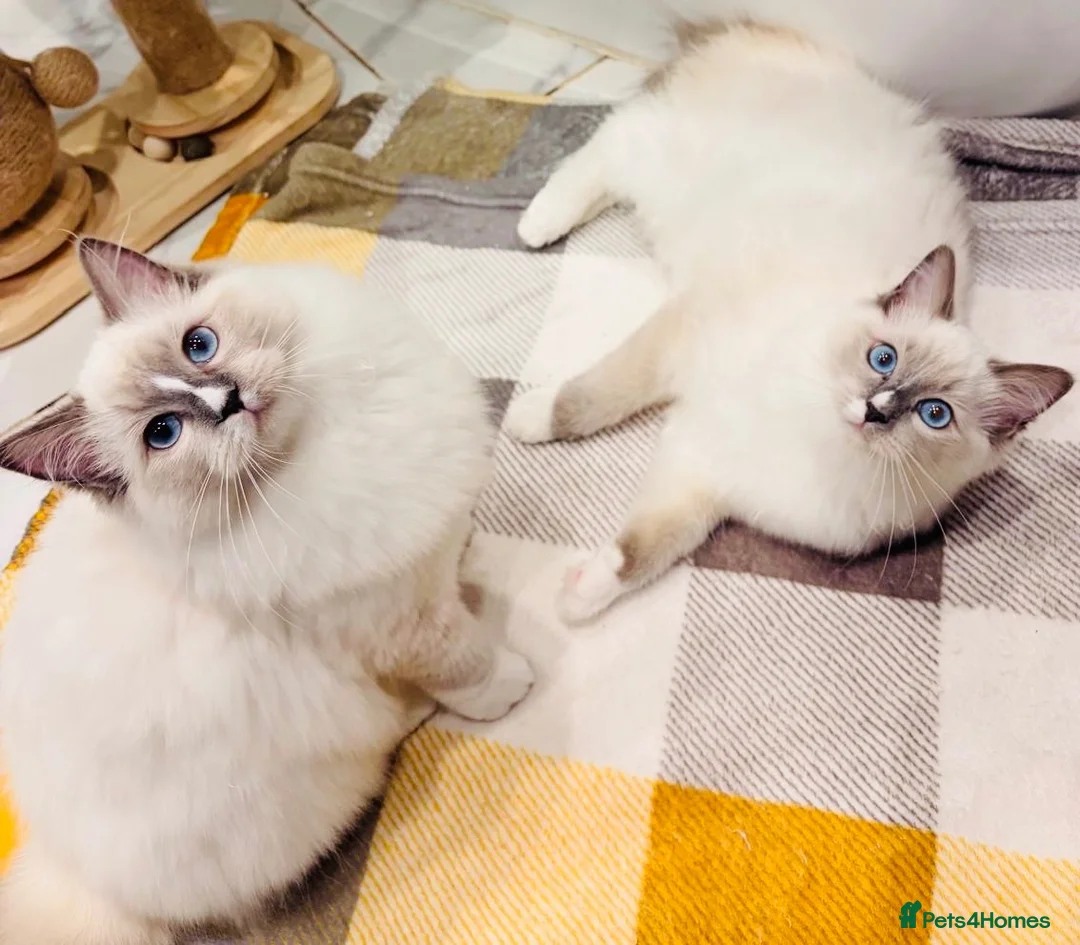 Ragdoll cats for sale: 🩵✨ STUNNING GCCF REGISTERED RAGDOLL GIRLS - Advert 1