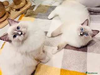 Ragdoll cats 🩵✨ STUNNING GCCF REGISTERED RAGDOLL GIRLS - Advert 10
