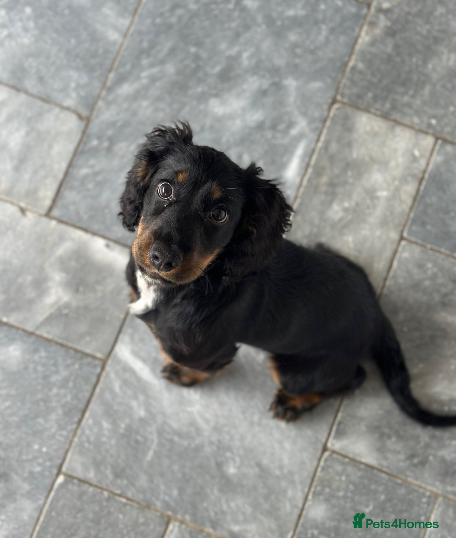 Cocker Spaniel dogs KC female working cocker  - Advert 2