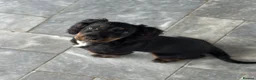 Cocker Spaniel dogs for sale: KC female working cocker  - Advert 1